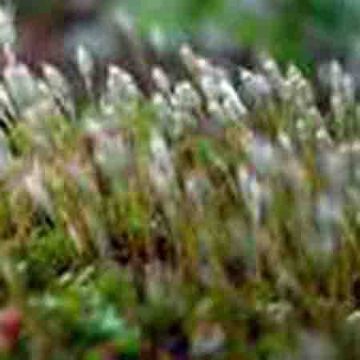 Polytrichum Commune P.E